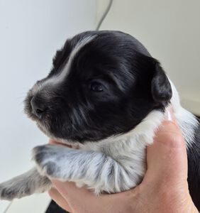 Schapendoes N-nest van de Roeskebeer